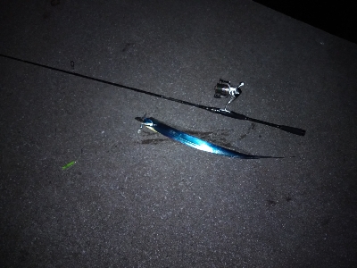 そう毎日釣れるわけはないか