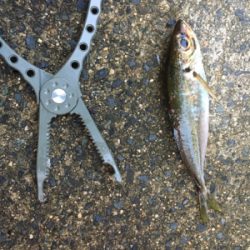 アジングゲーム