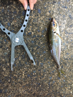 アジングゲーム