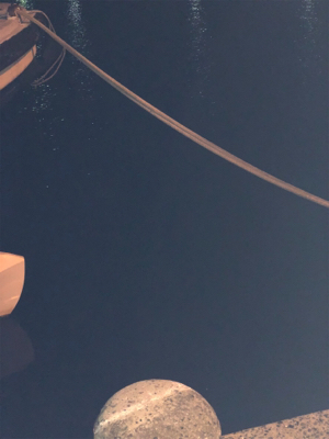 ヒイカまだ小さい