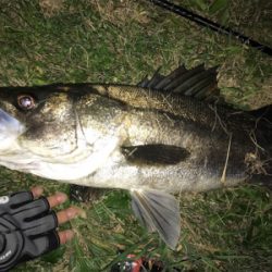 ランカー シーバス