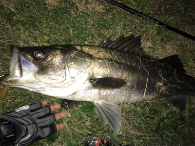 ランカー シーバス