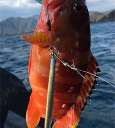 マイボートで紀北ジギング釣行