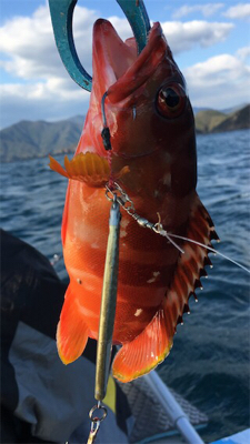 マイボートで紀北ジギング釣行