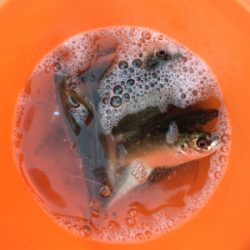 深江浜でサビキ アジが好調