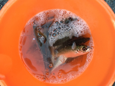 深江浜でサビキ アジが好調