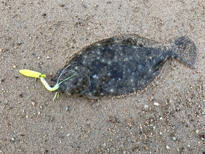沙弥島北側サーフにてヒラメ