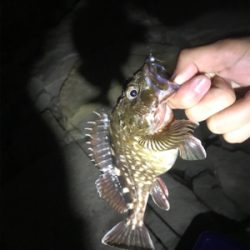 アジ爆でした！