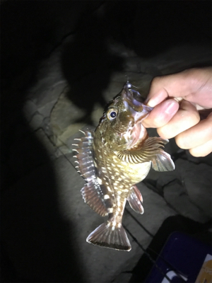 アジ爆でした！