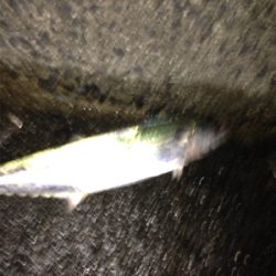 サゴシ×3匹,アコウ×1匹