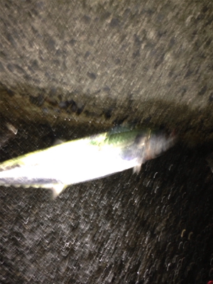 サゴシ×3匹,アコウ×1匹