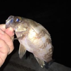 メバリング好調