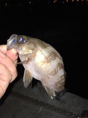 メバリング好調