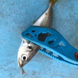 御所浦周辺にてアジング＆泳がせ釣り