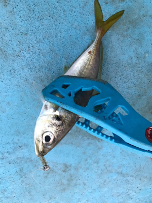 御所浦周辺にてアジング＆泳がせ釣り