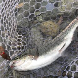 1Hit1ルアー縛り