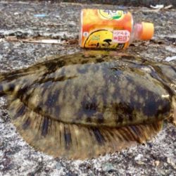 メタボなカレイ