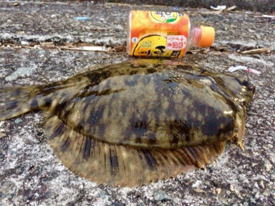 メタボなカレイ