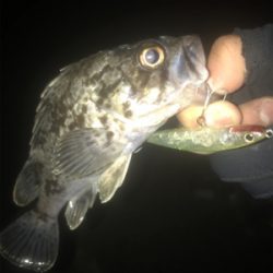 メバリングのはずがw