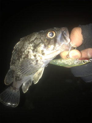 メバリングのはずがw