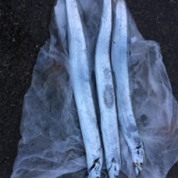 南港の早朝で初釣り