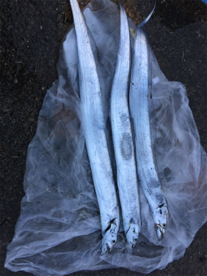 南港の早朝で初釣り