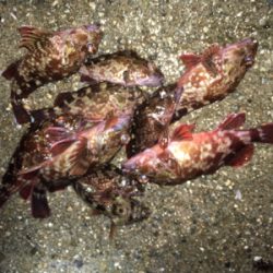 ワームでガシラ大漁