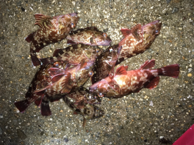 ワームでガシラ大漁