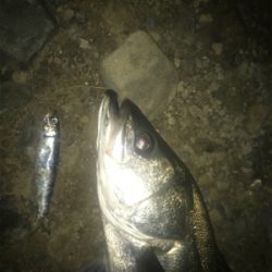 ３連続シーバス