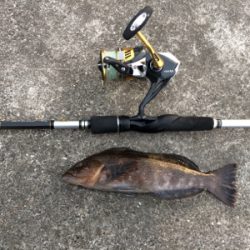 月見ヶ丘でアイナメ