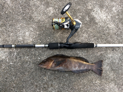 月見ヶ丘でアイナメ