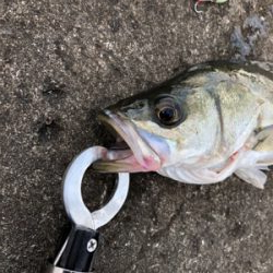 千葉デイシーバス