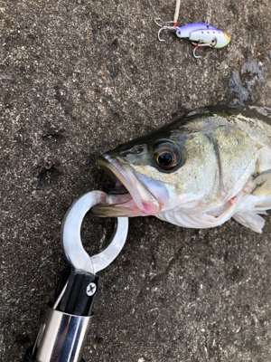 千葉デイシーバス