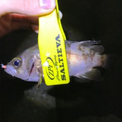 100均クオリティワーム調査