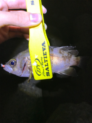 100均クオリティワーム調査