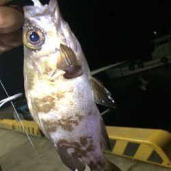 マリンピア沖洲でライトゲーム