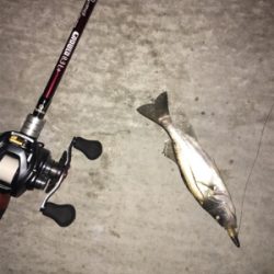 またまたチーバス！