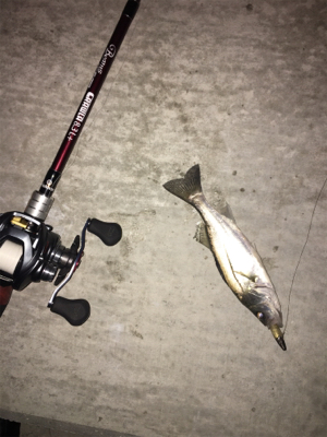 またまたチーバス！