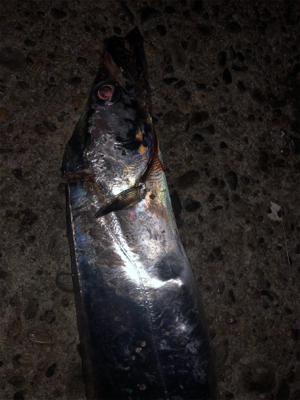 ドラゴン及ばず…。