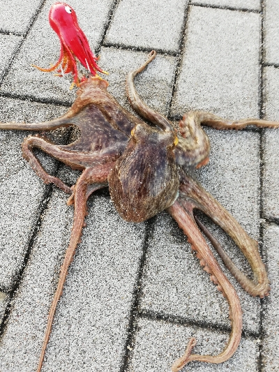 南港タコ釣り。