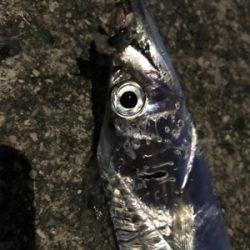 リレーでタチウオ3本ゲット ウキ→ルアー→テンヤ