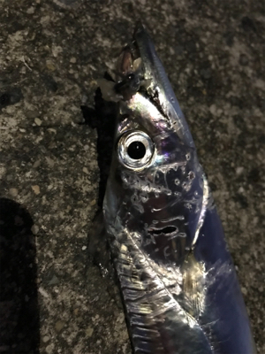 リレーでタチウオ3本ゲット ウキ→ルアー→テンヤ