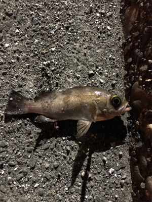 夕まずめ狙いのメバリング&エギングin御所浦