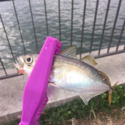 大阪湾奥サビキ 快釣 イケア裏