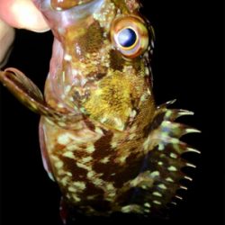 メバリンガー1705〜1750