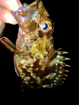 メバリンガー1705〜1750