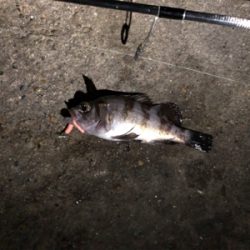 チビメバル&ガシラ〜青物バラし