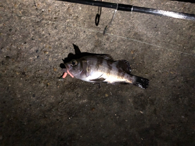 チビメバル&ガシラ〜青物バラし