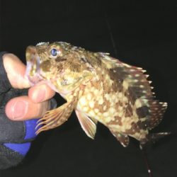 ガシラいっぱい