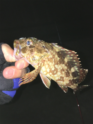 ガシラいっぱい